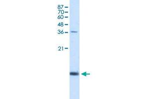 Western Blot analysis of K562 cell lysate with HBZ polyclonal antibody  at 1. (HBZ anticorps  (N-Term))