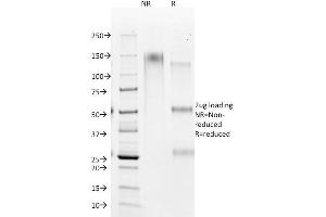 SDS-PAGE Analysis Purified HSA Mouse Monoclonal Antibody (HSA98). (Hepatocyte Specific Antigen anticorps)