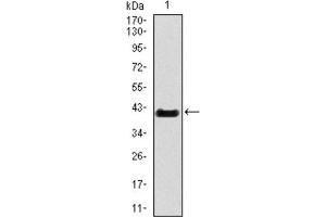 Western Blotting (WB) image for anti-T Antigen (AA 218-352) antibody (ABIN1845735) (T Antigen (AA 218-352) anticorps)