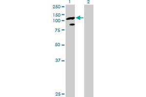 Western Blot analysis of TCEB3 expression in transfected 293T cell line by TCEB3 MaxPab polyclonal antibody. (TCEB3 anticorps  (AA 1-772))