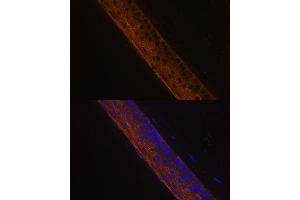Immunofluorescence analysis of mouse eye using MYH13 Polyclonal Antibody (ABIN7268746) at dilution of 1:100 (40x lens). (MYH13 anticorps  (AA 1240-1320))