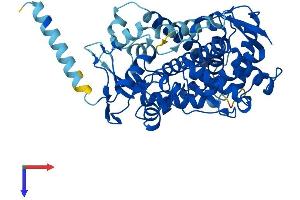 AlphaFold protein structure predicition of Human Recombinant CYP2C8 Protein, UniprotID P10632