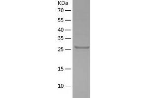 Western Blotting (WB) image for Germinal Center Expressed Transcript 2 (GCET2) (AA 1-293) protein (His-IF2DI Tag) (ABIN7124280)