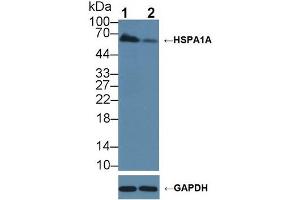 Western blot analysis of (1) Wild-type A549 cell lysate, and (2) HSPA1A knockout A549 cell lysate, using Rabbit Anti-Human HSPA1A Antibody (3 µg/ml) and HRP-conjugated Goat Anti-Mouse antibody (abx400001, 0.