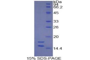 SDS-PAGE analysis of Guinea Pig Interleukin 1 alpha Protein. (IL1A Protéine)