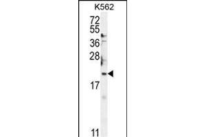 BTG2 Antibody (N-term) (ABIN654080 and ABIN2843972) western blot analysis in K562 cell line lysates (35 μg/lane). (BTG2 anticorps  (N-Term))