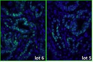 Donkey anti-Mouse IgG (Heavy & Light Chain) antibody (DyLight 488) - Preadsorbed