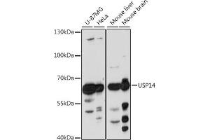 Western blot analysis of extracts of various cell lines, using USP14 antibody  at 1:1000 dilution. (USP14 anticorps)
