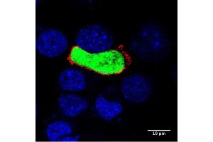 UlS4 liver section: 50 µM liver sections of a B6 mice infected With  Plasmodium Berghei ANKA parasites (44 hours post infection), stained  with anti-UlS4 (1:500 in red) followed by Alexa anti goat 568 (1:400)  and nuclei (blue). (UIS4 anticorps)