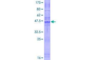 Image no. 1 for Claudin 10 (CLDN10) (AA 1-228) protein (GST tag) (ABIN1349583)