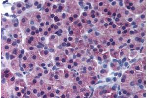 Human Pancreas (formalin-fixed, paraffin-embedded) stained with NR5A2 antibody ABIN239834 at 1:50 followed by biotinylated goat anti-rabbit IgG secondary antibody ABIN481713, alkaline phosphatase-streptavidin and chromogen. (NR5A2 + LRH1 anticorps  (AA 1-67))