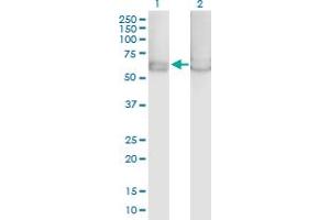 Western Blot analysis of PRKAA1 expression in transfected 293T cell line by PRKAA1 MaxPab polyclonal antibody. (PRKAA1 anticorps  (AA 1-574))