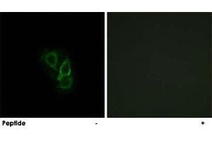 Immunofluorescence analysis of A-549 cells, using RRAD polyclonal antibody . (RRAD anticorps)