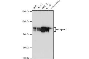 Western blot analysis of extracts of various cell lines, using Calpain 1 antibody (ABIN3021622, ABIN3021623, ABIN3021624, ABIN1512666 and ABIN6215416) at 1:1000 dilution.