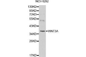 Western blot analysis of NCI-H292 cell lysate using WNT3A antibody.
