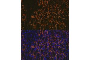 Immunofluorescence analysis of mouse kidney using AMACR Rabbit pAb (ABIN3021497, ABIN3021498, ABIN3021499 and ABIN6215153) at dilution of 1:100 (40x lens).