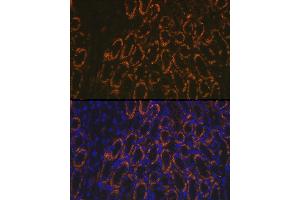 Immunofluorescence analysis of mouse kidney using AMACR Rabbit pAb (ABIN3021497, ABIN3021498, ABIN3021499 and ABIN6215153) at dilution of 1:100 (40x lens). (AMACR anticorps  (AA 1-198))