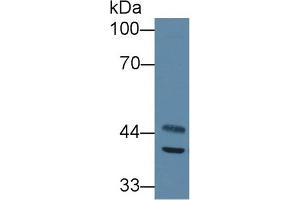 Western Blot; Sample: Mouse Heart lysate; Primary Ab: 1µg/ml Rabbit Anti-Mouse ACADS Antibody Second Ab: 0.