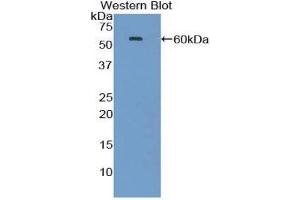 Western Blotting (WB) image for anti-Heat Shock 70kDa Protein 1A (HSPA1A) (AA 1-641) antibody (ABIN1078112) (HSP70 1A anticorps  (AA 1-641))