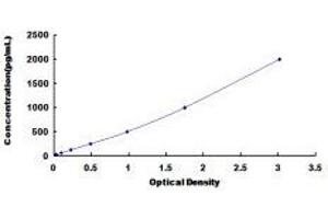 Fibroblast Growth Factor Receptor 2 (FGFR2) ELISA Kit