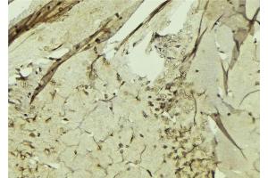ABIN6274777 at 1/100 staining Mouse brain tissue by IHC-P. (RPL3 anticorps  (C-Term))