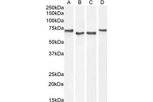 ABIN185357 (1µg/ml) staining of HepG2 (A), Daudi (B) and (0.