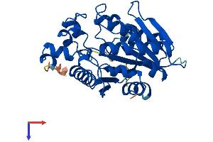 AlphaFold protein structure predicition of Mouse Recombinant Afmid Protein, UniprotID Q8K4H1