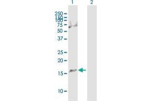 Western Blot analysis of C1D expression in transfected 293T cell line by C1D MaxPab polyclonal antibody.