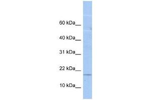 LOC652618 antibody used at 1 ug/ml to detect target protein. (LOC652618 anticorps  (N-Term))