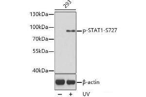 Western blot analysis of extracts from 293 cells using Phospho-STAT1(S727) Polyclonal Antibody. (STAT1 anticorps  (pSer727))