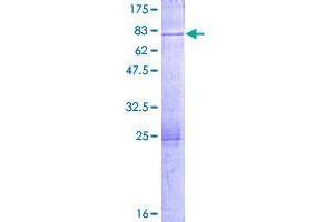 Image no. 1 for Dual Oxidase Maturation Factor 1 (DUOXA1) (AA 1-483) protein (GST tag) (ABIN7565575)