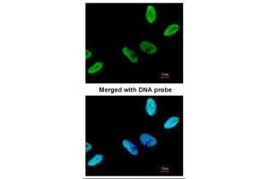 ICC/IF Image Immunofluorescence analysis of paraformaldehyde-fixed HeLa, using C9orf78, antibody at 1:200 dilution. (C9orf78 anticorps)