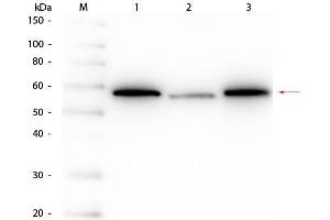 Western Blot of Mouse anti-AKT Monoclonal Antibody. (AKT1 anticorps  (C-Term))