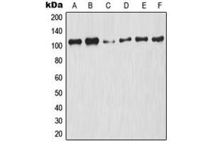 Western blot analysis of NF-kappaB p105 (pS927) expression in HeLa UV-treated (A), A2780 (B), NIH3T3 (C), Raw264. (NFKB1 anticorps  (C-Term, pSer927))