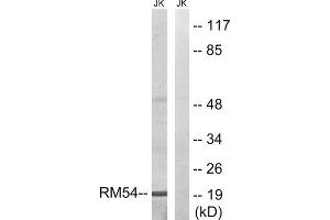 Western Blotting (WB) image for anti-Mitochondrial Ribosomal Protein L54 (MRPL54) (Internal Region) antibody (ABIN1850536)
