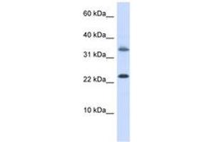 Image no. 1 for anti-Empty Spiracles Homeobox 1 (EMX1) (AA 180-229) antibody (ABIN6743452) (EMX1 anticorps  (AA 180-229))
