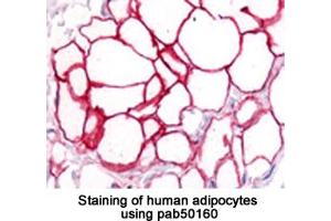Image no. 1 for anti-CD36 (CD36) (AA 100-200) antibody (ABIN363469)
