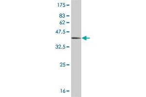 Western Blot detection against Immunogen (36. (HEY1 anticorps  (AA 121-220))