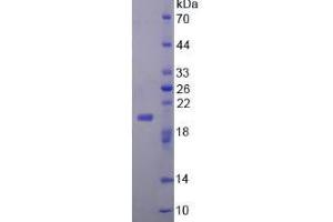 SDS-PAGE analysis of Mouse FGF22 Protein. (FGF22 Protéine)