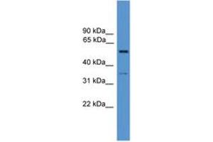 Image no. 1 for anti-Cochlin (COCH) (AA 141-190) antibody (ABIN6746617) (COCH anticorps  (AA 141-190))
