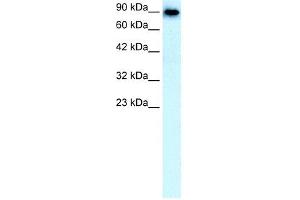 SLC4A1 antibody used at 0. (Band 3/AE1 anticorps)