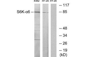 Western Blotting (WB) image for anti-Ribosomal Protein S6 Kinase, 90kDa, Polypeptide 6 (RPS6KA6) (C-Term) antibody (ABIN1850072) (RPS6KA6 anticorps  (C-Term))