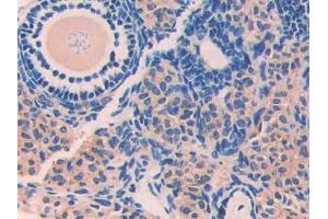 Used in DAB staining on fromalin fixed paraffin- embedded stomach tissue