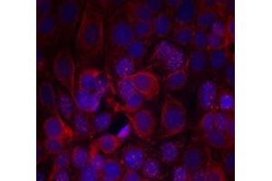 Immunofluorescence staining of methanol-fixed MCF7 cells Using HER2 (phospho- Tyr1221/ Tyr1222) antibody (E011076, Red) (ErbB2/Her2 anticorps  (pTyr1221, pTyr1222))