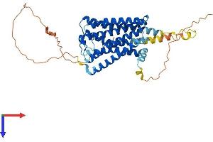G Protein-Coupled Receptor 63 (GPR63) (AA 1-419) protein (His tag)