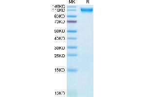 Cynomolgus Semaphorin 4D on Tris-Bis PAGE under reduced condition.