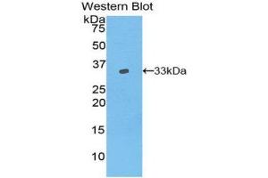 Western Blotting (WB) image for anti-Vang-Like 1 (Vangl1) (AA 229-476) antibody (ABIN1860912) (Vangl1 anticorps  (AA 229-476))