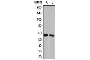 Western blot analysis of GAS8 expression in Caco2 (A), NIH3T3 (B) whole cell lysates. (GAS8 anticorps  (Center))