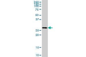 MRPL46 MaxPab polyclonal antibody.