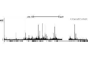 ChIP DNA-Sequencing (ChIP-seq) image for anti-K(lysine) Acetyltransferase 2B (KAT2B) (AA 782-832) antibody (ABIN7453310)
